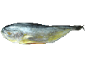 Mahimahi