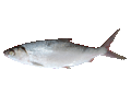 Milkfish