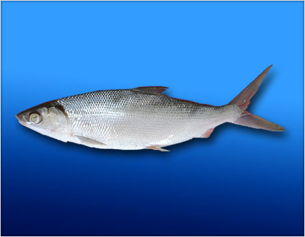 Milkfish