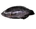 Tilapia