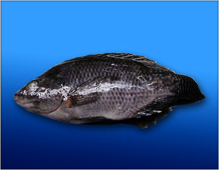 Tilapia